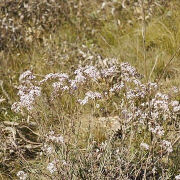 Gypsophila collina unspecified picture