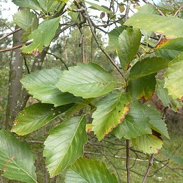 Karpatiosorbus haesitans unspecified picture