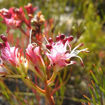 Serruria meisneriana unspecified picture