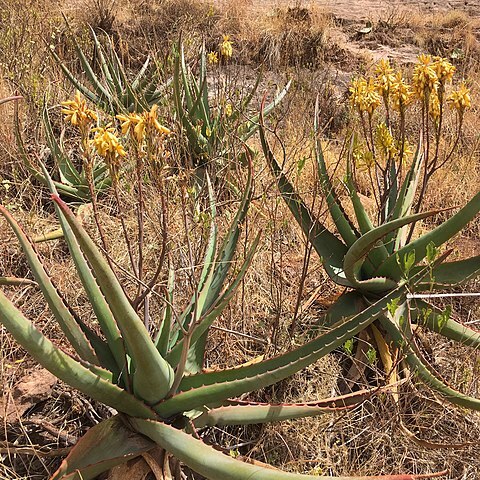 Aloe adigratana unspecified picture