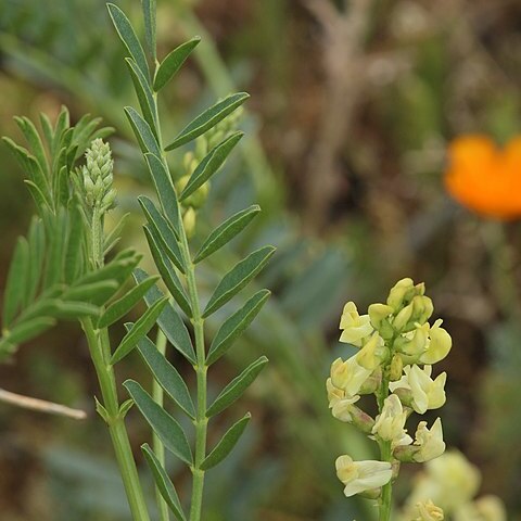 Astragalus douglasii unspecified picture