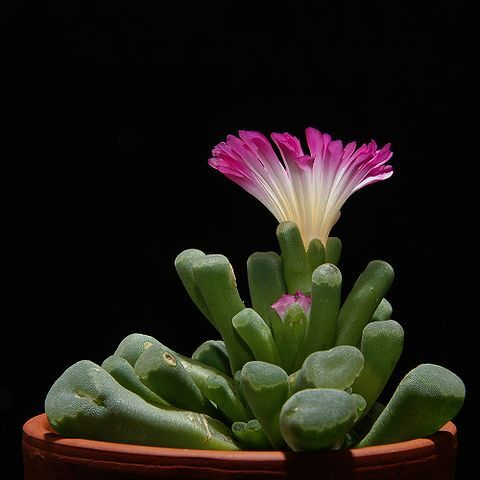 Frithia unspecified picture