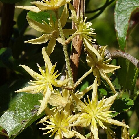 Clematis foetida unspecified picture