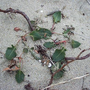 Rumex roseus unspecified picture