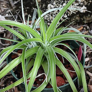 Hechtia caerulea unspecified picture