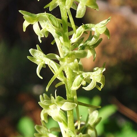 Platanthera aquilonis unspecified picture