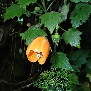 Nasa grandiflora unspecified picture