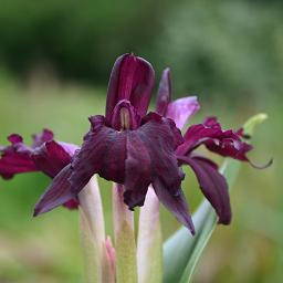 Roscoea wardii unspecified picture