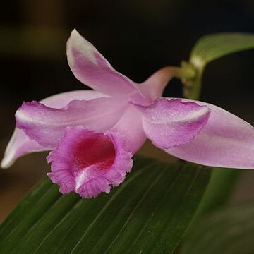 Sobralia decora unspecified picture