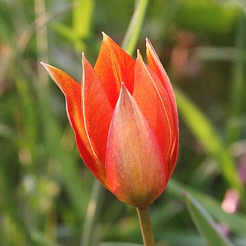 Tulipa orphanidea unspecified picture