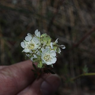 Horkelia congesta unspecified picture