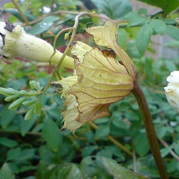 Hodgsonia heteroclita unspecified picture