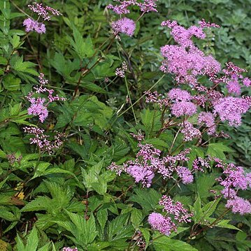 Filipendula multijuga unspecified picture