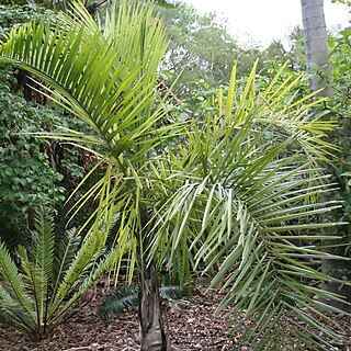 Syagrus picrophylla unspecified picture