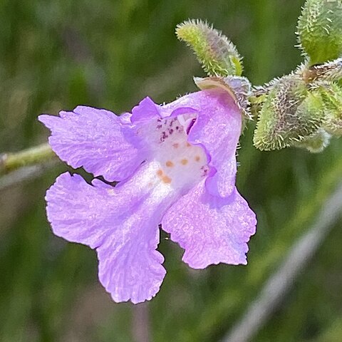 Prostanthera marifolia unspecified picture