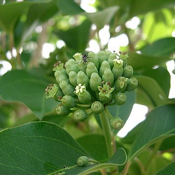 Dendropanax trifidus unspecified picture