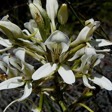 Disa draconis unspecified picture