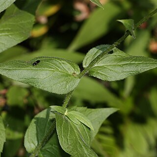 Erigeron aliceae unspecified picture