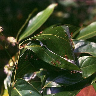 Archidendron quocense unspecified picture