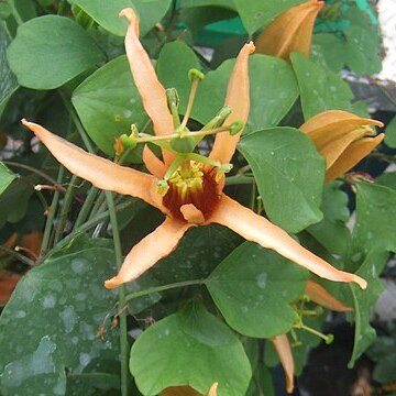 Passiflora aurantia unspecified picture