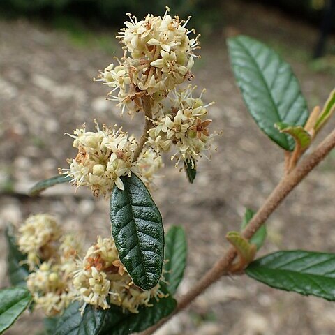 Pomaderris rugosa unspecified picture