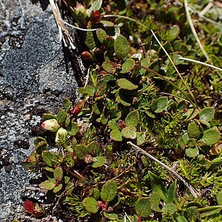 Gaultheria nubicola unspecified picture