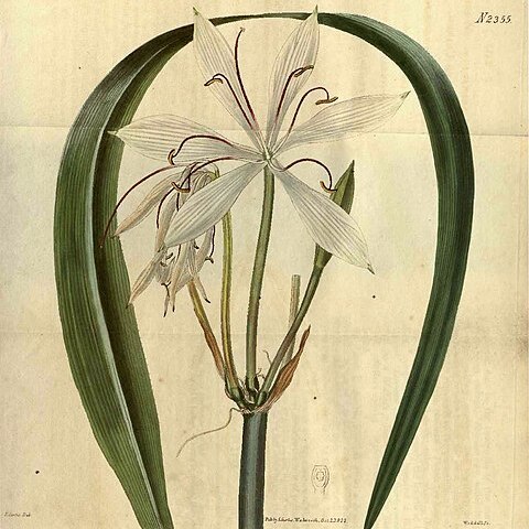 Crinum arenarium unspecified picture