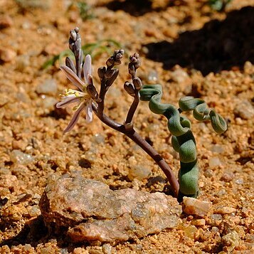 Trachyandra tortilis unspecified picture