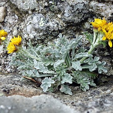 Jacobaea insubrica unspecified picture