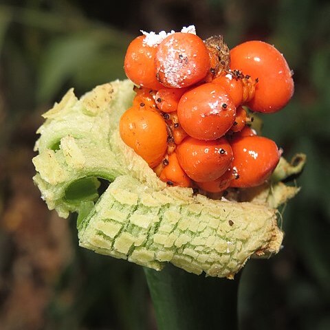 Alocasia fornicata unspecified picture