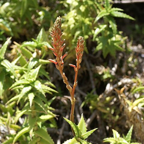 Aloe morijensis unspecified picture