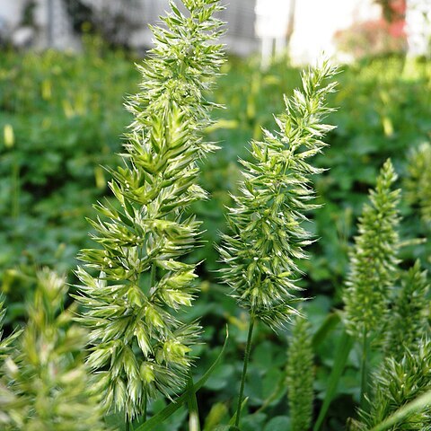 Rostraria smyrnacea unspecified picture