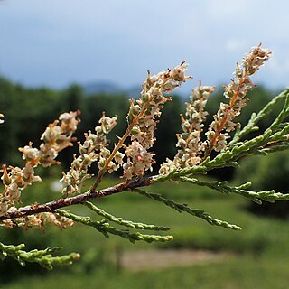 Tamarix smyrnensis unspecified picture