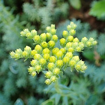 Petrosedum rupestre unspecified picture