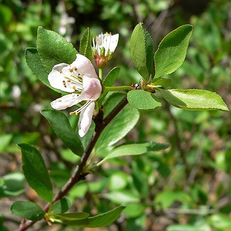 Prunus subcordata unspecified picture