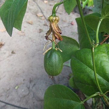 Passiflora herbertiana unspecified picture