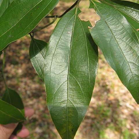 Neolitsea aciculata unspecified picture