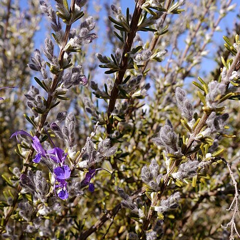 Salvia jordanii unspecified picture