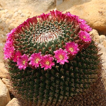 Mammillaria mystax unspecified picture