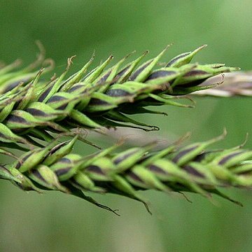 Carex forficula unspecified picture