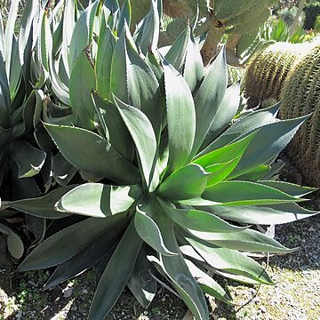 Agave chiapensis unspecified picture