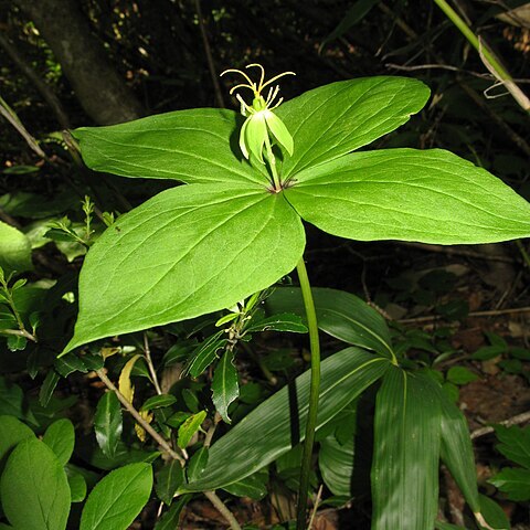 Paris tetraphylla unspecified picture