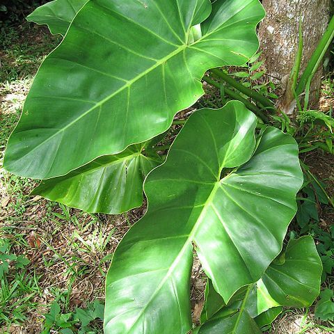 Philodendron unspecified picture