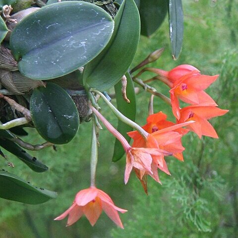 Cattleya cernua unspecified picture