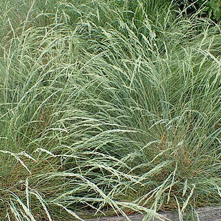 Festuca costei unspecified picture