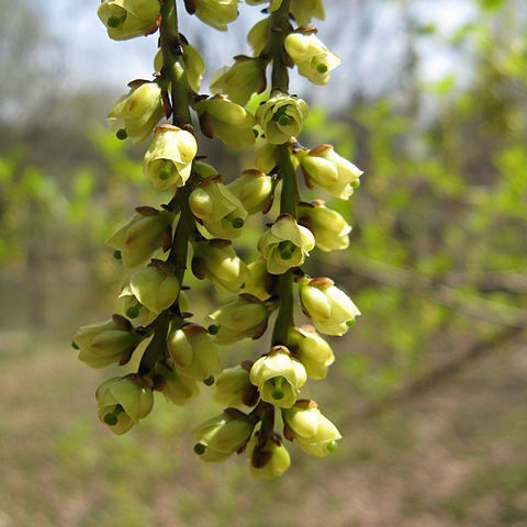 Stachyurus unspecified picture