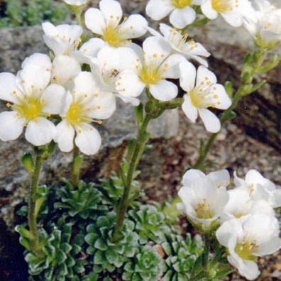 Saxifraga scardica unspecified picture