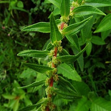 Pouzolzia cymosa unspecified picture