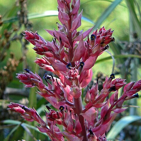 Puya dyckioides unspecified picture