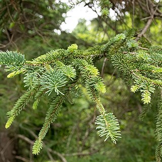 Picea koyamae unspecified picture